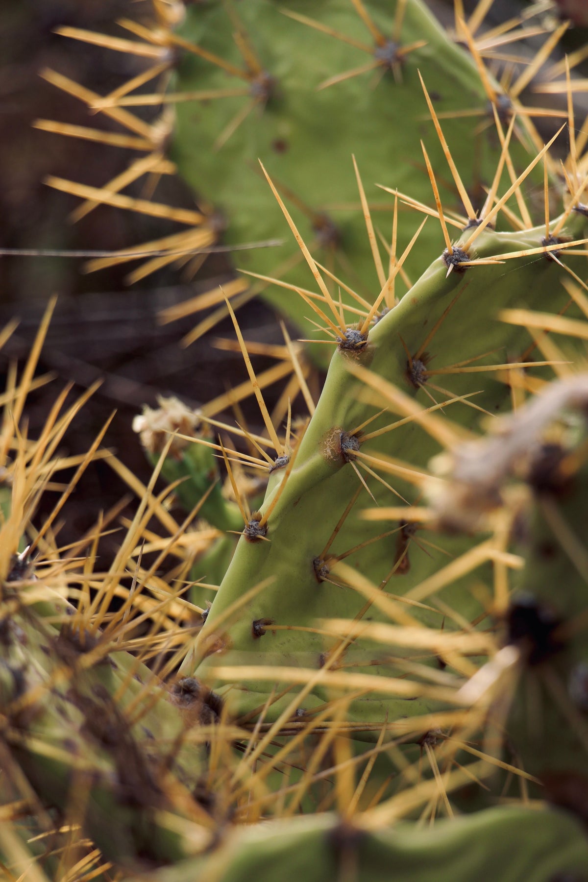 Protocell Eye cream met cactus extract