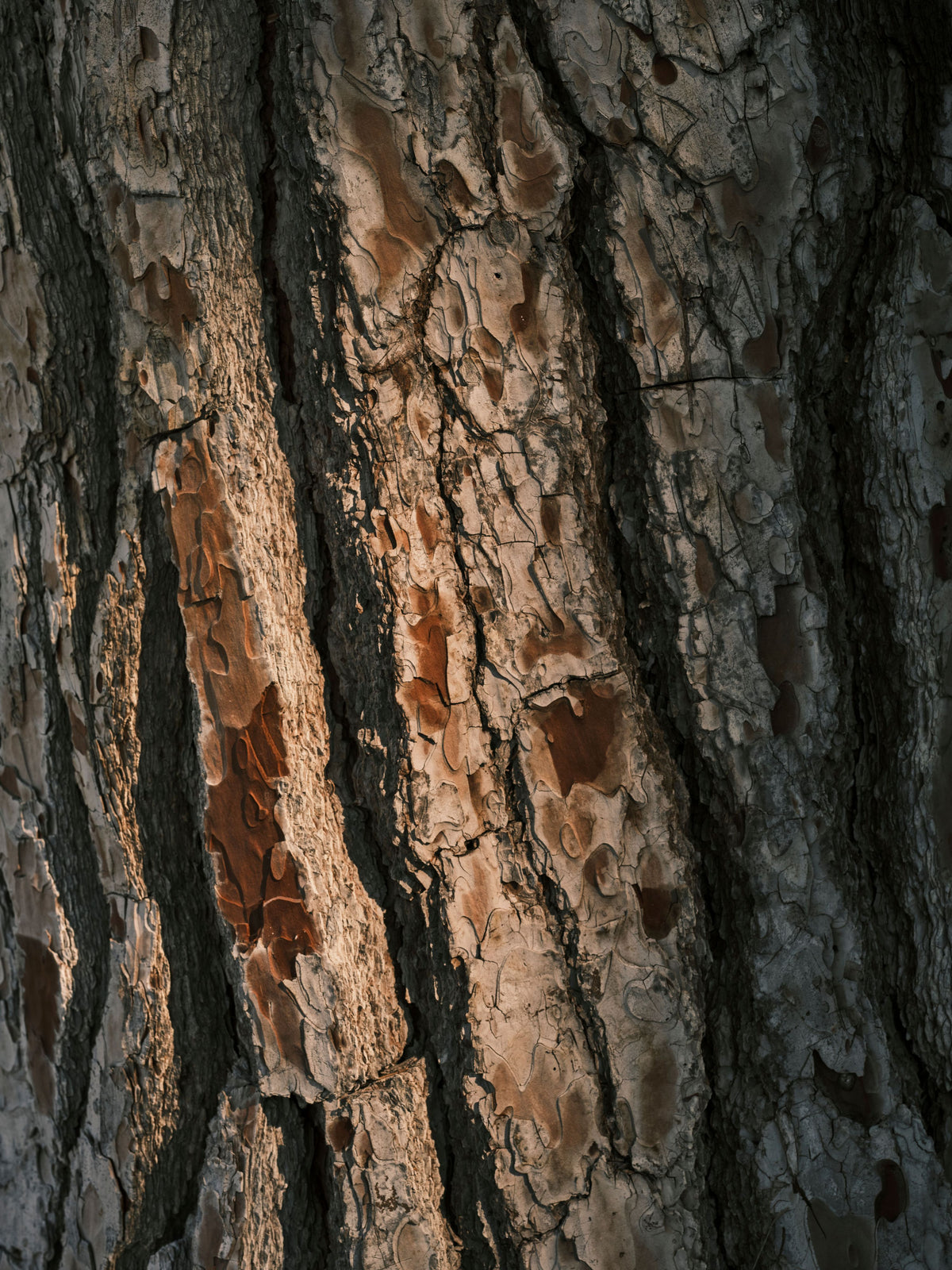 Boomschors als visuele verwijzing naar Boreal Forest Bark Concentrate in RAWCEUTICALS BOREAL TONIC