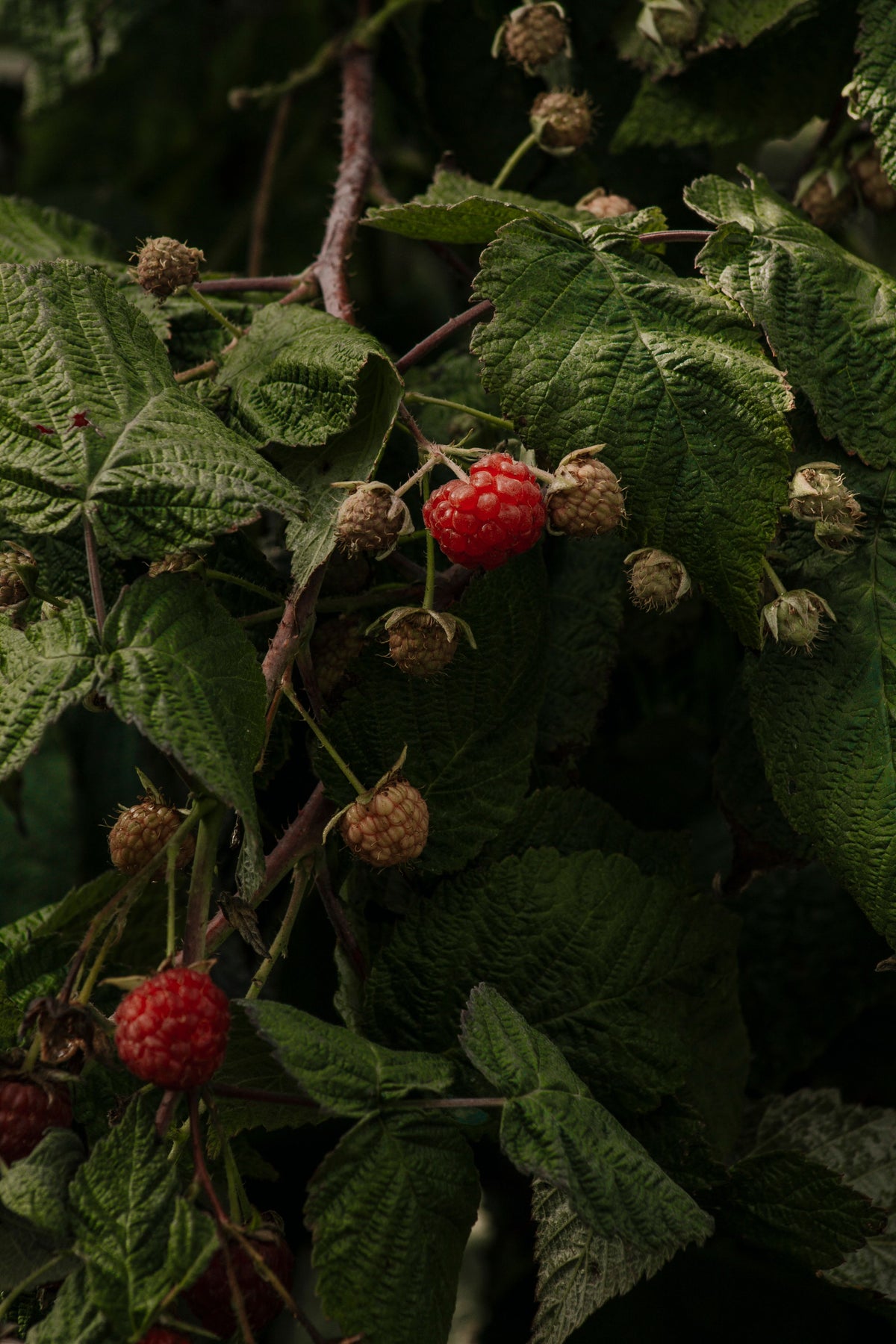 Frambozen als visuele verwijzing naar frambozenzaad in RAWCEUTICALS RED BERRY DUAL MASK & GOMMAGE