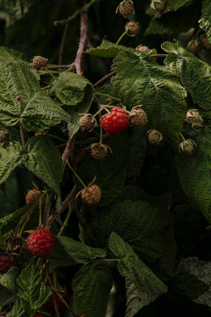 Frambozen als visuele verwijzing naar frambozenzaad in RAWCEUTICALS RED BERRY DUAL MASK & GOMMAGE