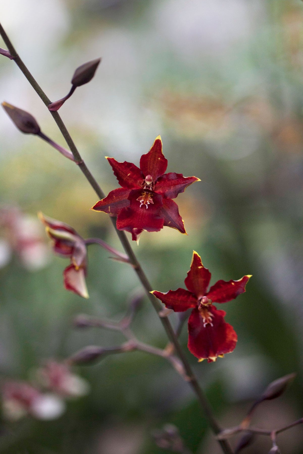 Orchidee als visuele verwijzing naar orchidee-stamceltechnologie in RAWCEUTICALS SALVATION SERUM