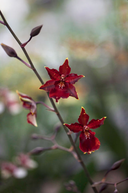 Orchidee als visuele verwijzing naar orchidee-stamceltechnologie in RAWCEUTICALS SALVATION SERUM
